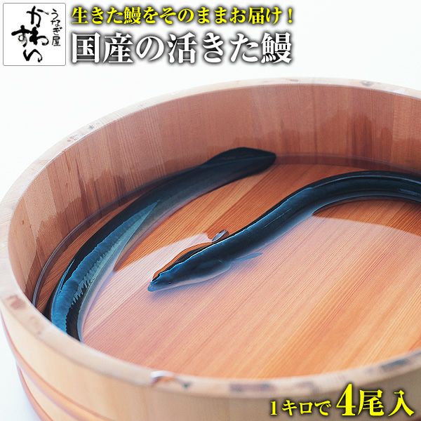 大サイズの国産活鰻4尾サイズ１ｋｇ（１ｋｇあたり4匹になり、活きております）（生うなぎ 生のうなぎ うなぎつかみ取り 活きたうなぎ） | うなぎ屋かわすい  川口水産
