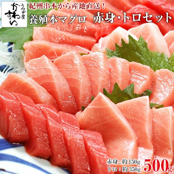 紀州串本産 養殖本マグロのトロ 赤身セット500g うなぎ屋かわすい 川口水産